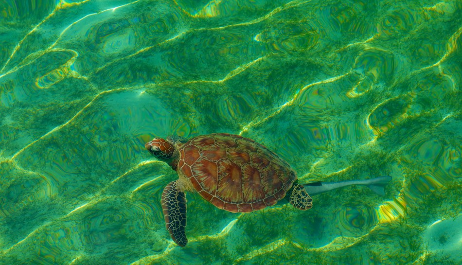 一下船就見到海歸來迎接我們！在綠島週圍，就可以遇見許多海龜，和海龜一起游泳真的是一件很神奇美妙的一件事！